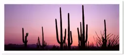 Silhouette Saguaro - affiche cactus