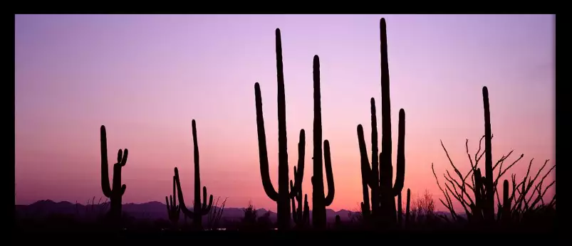 Silhouette Saguaro - affiche cactus