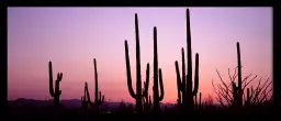 Silhouette Saguaro - affiche cactus