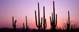 Silhouette Saguaro - affiche cactus