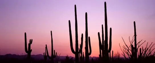 Silhouette Saguaro - affiche cactus