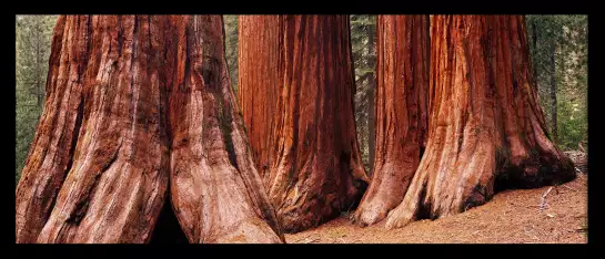 Les géants de Californie - poster foret