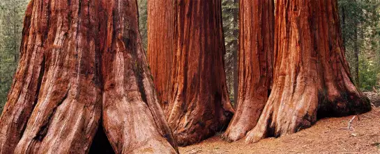 Les géants de Californie - poster foret