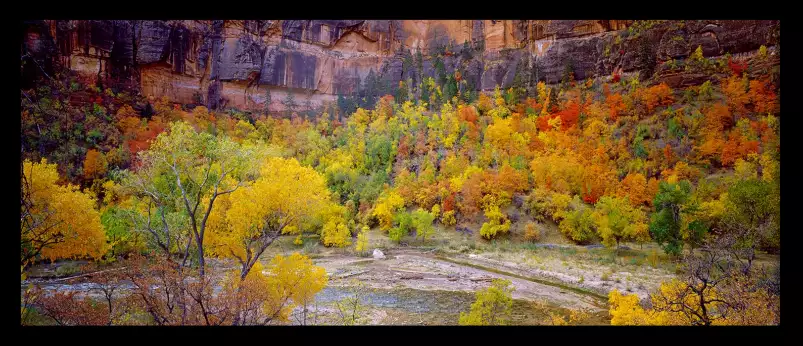 Splendeur dans le Zion - affiche foret