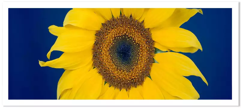 Beauté éclatante d'un tournesol - affiche de fleurs