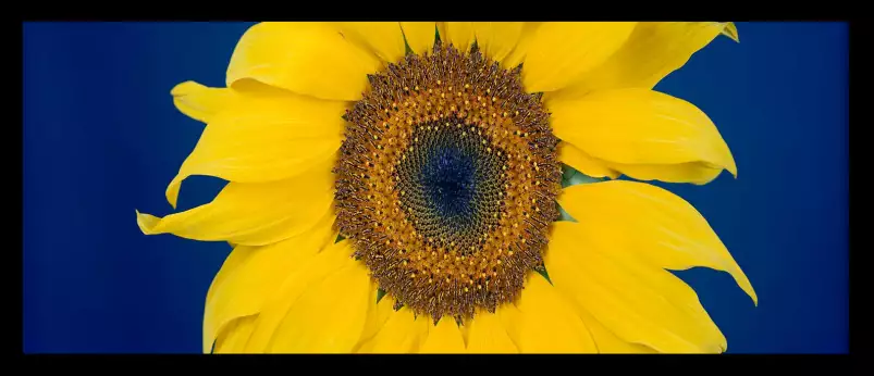 Beauté éclatante d'un tournesol - affiche de fleurs