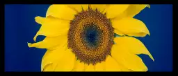 Beauté éclatante d'un tournesol - affiche de fleurs