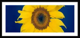 Beauté éclatante d'un tournesol - affiche de fleurs