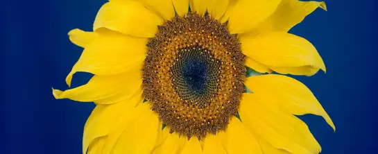 Beauté éclatante d'un tournesol - affiche de fleurs