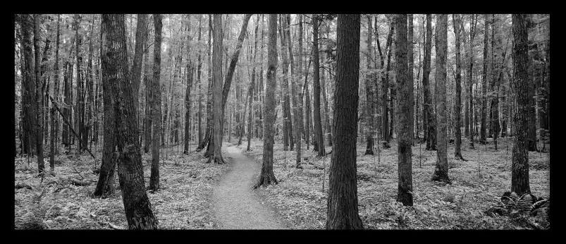 Forêt de black river - affiche foret