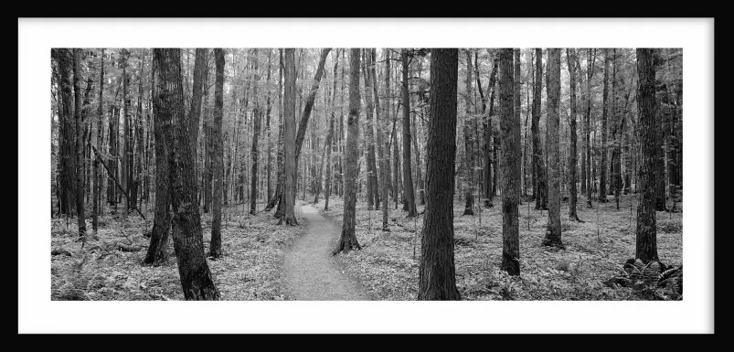 Forêt de black river - affiche foret