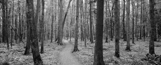 Forêt de black river - affiche foret