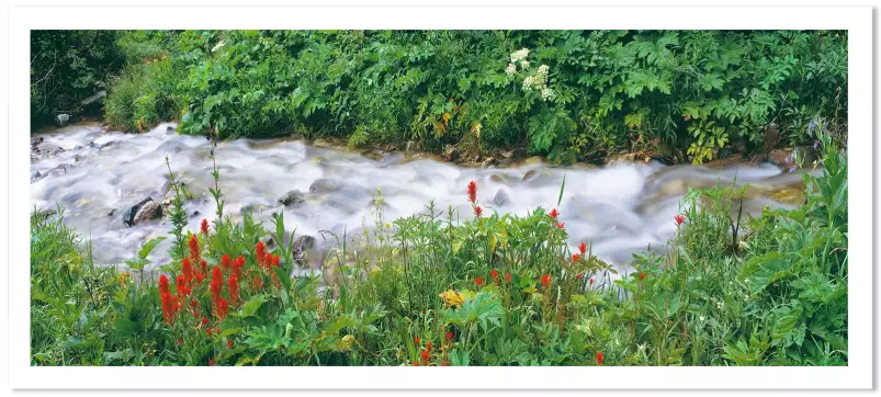 Nature dans le wyoming - affiche nature