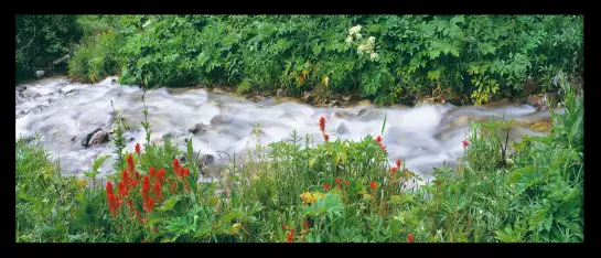 Nature dans le wyoming - affiche nature