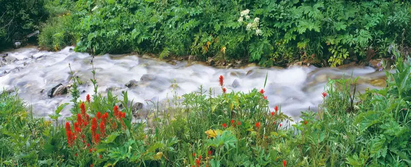 Nature dans le wyoming - affiche nature