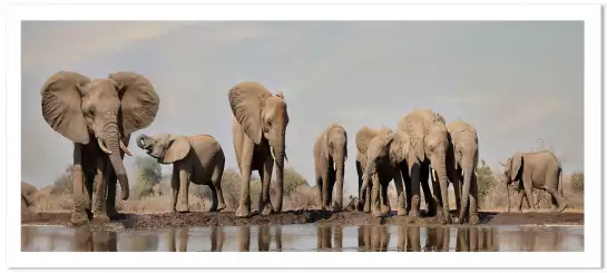 Géants près de la rivière - tableau elephant
