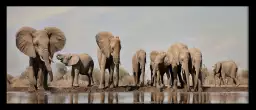 Géants près de la rivière - tableau elephant