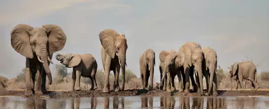 Géants près de la rivière - tableau elephant