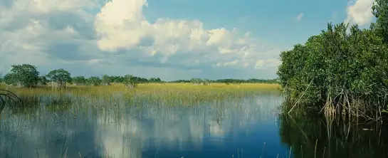 Nuage sur les Everglades - tableau nature
