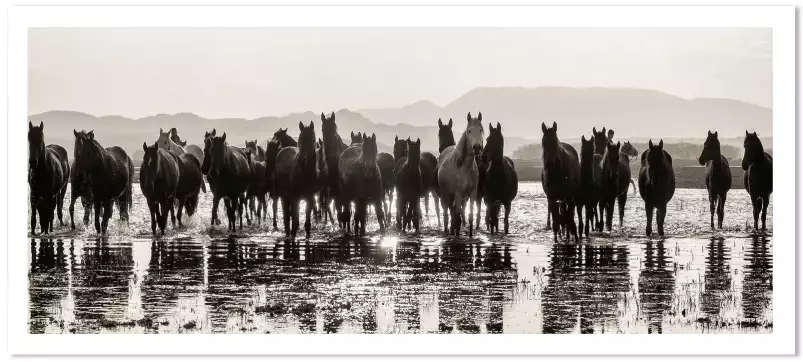 Portrait de chevaux sauvages - affiche cheval