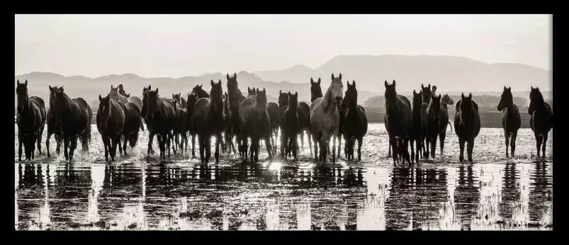 Portrait de chevaux sauvages - affiche cheval