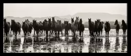 Portrait de chevaux sauvages - affiche cheval