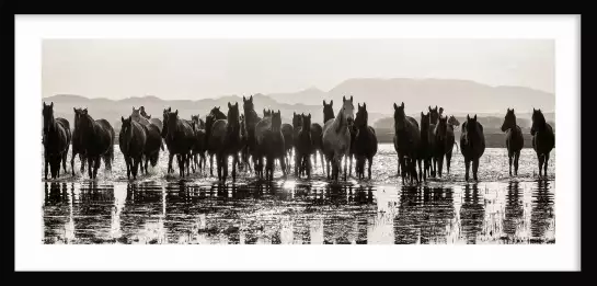 Portrait de chevaux sauvages - affiche cheval