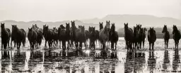 Portrait de chevaux sauvages - affiche cheval