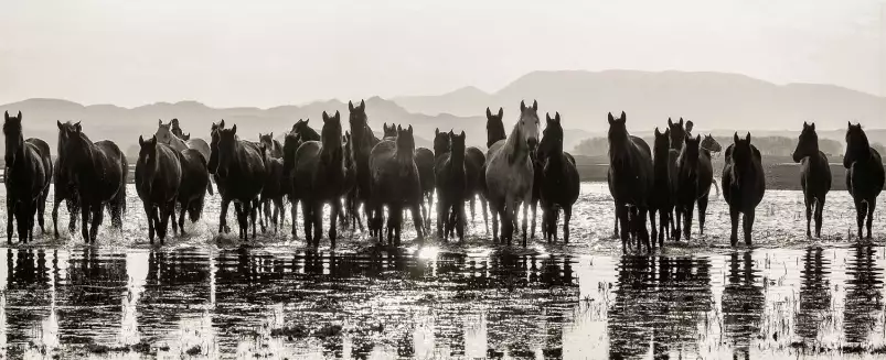 Portrait de chevaux sauvages - affiche cheval