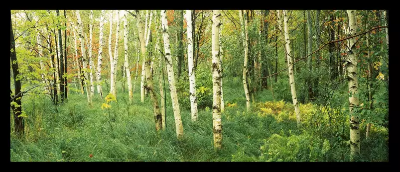 Jardin sauvage en Acadie - affiche nature