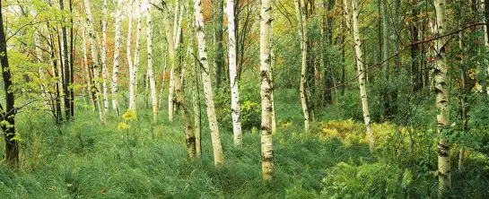 Jardin sauvage en Acadie - affiche nature