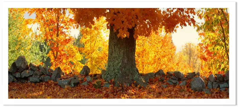 Erable à sucre dans le Vermont - paysage d'automne avec animaux