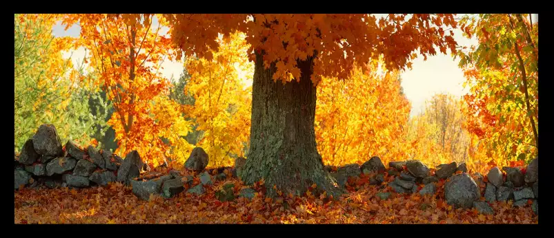 Erable à sucre dans le Vermont - paysage d'automne avec animaux