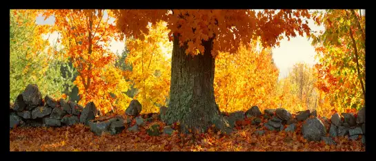 Erable à sucre dans le Vermont - paysage d'automne avec animaux