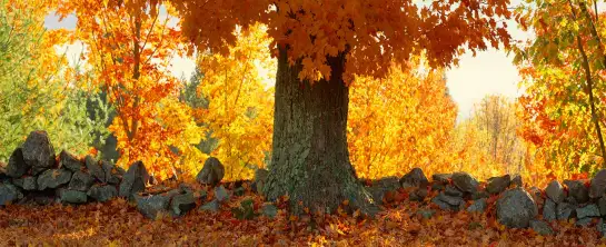 Erable à sucre dans le Vermont - paysage d'automne avec animaux