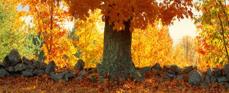 Erable à sucre dans le Vermont - paysage d'automne avec animaux