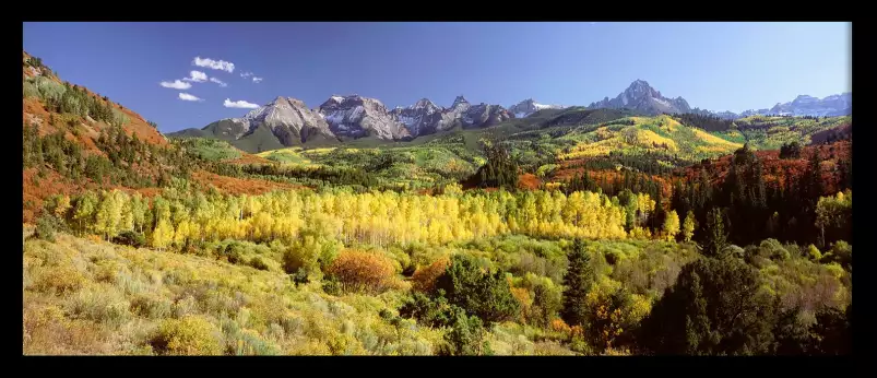 Trembles dans le Sneffels Range - paysage d'automne avec animaux