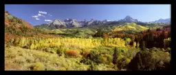 Trembles dans le Sneffels Range - paysage d'automne avec animaux