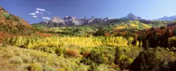 Trembles dans le Sneffels Range - paysage d'automne avec animaux