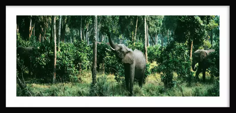 Masai Mara au Kenya - tableau elephant