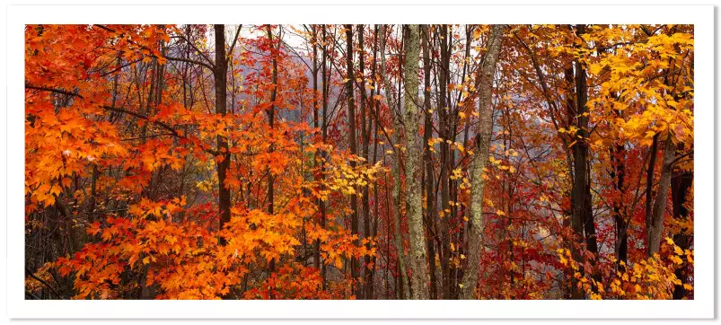 Great Smoky Mountains - paysages d'automne