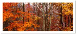 Great Smoky Mountains - paysages d'automne