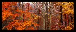 Great Smoky Mountains - paysages d'automne