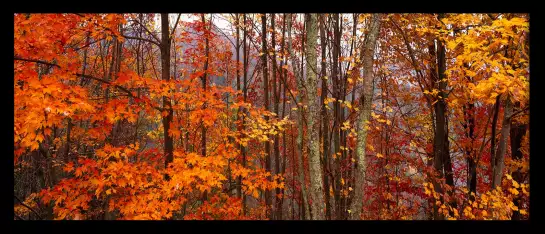 Great Smoky Mountains - paysages d'automne