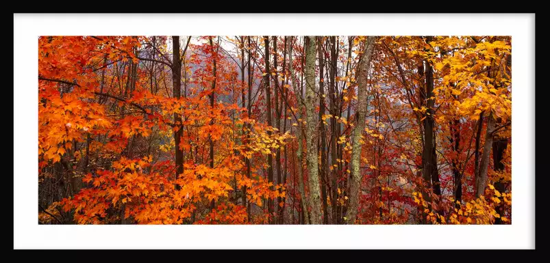 Great Smoky Mountains - paysages d'automne