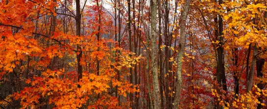 Great Smoky Mountains - paysages d'automne