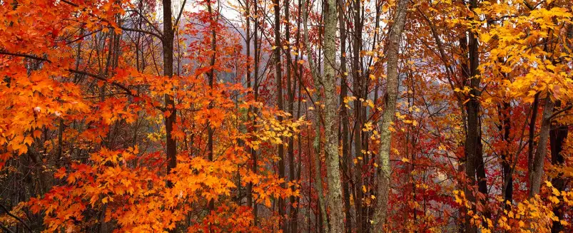 Great Smoky Mountains - paysages d'automne