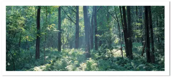 Forêt de Broome - affiche foret