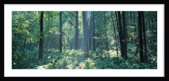 Forêt de Broome - affiche foret