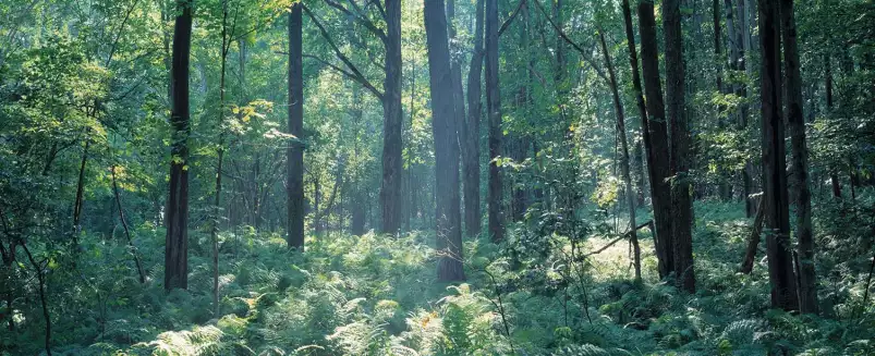 Forêt de Broome - affiche foret